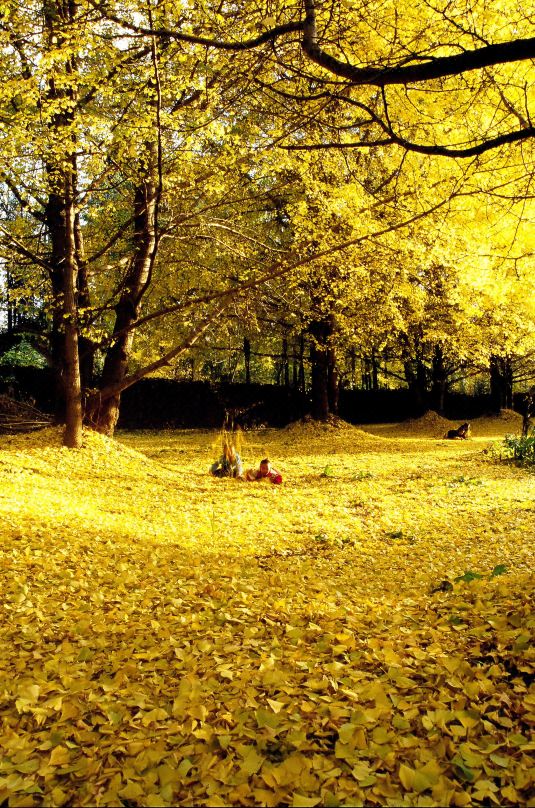 Tengchong Yingxingyuan Farm Stay