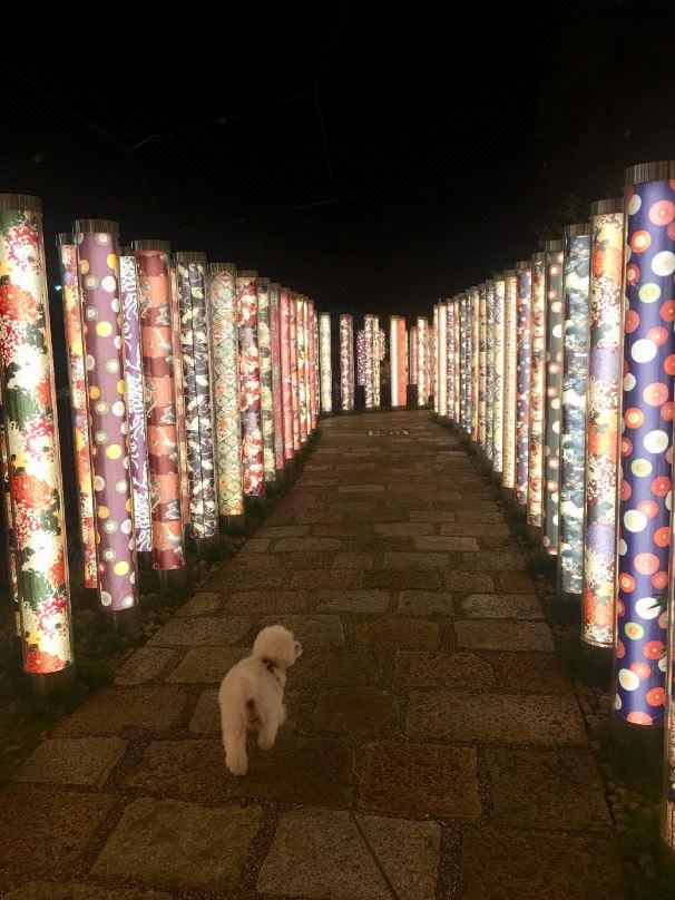 燕子雅青年旅館