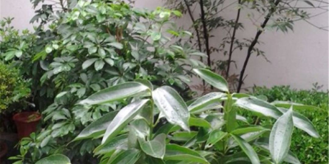 绩溪龙川19号农家旅店