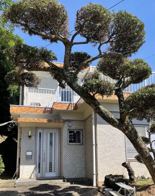 Kaijin No Yado 1981 Pets Dogs Allowed