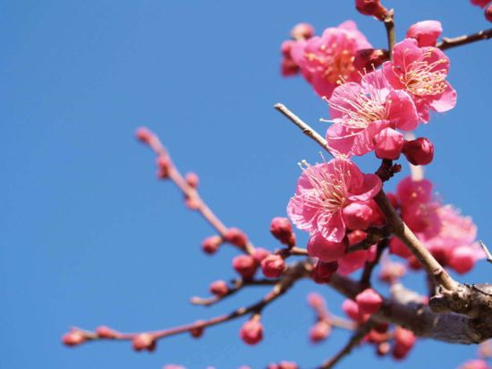 Shin Kado Ya - Tap to explore photos
