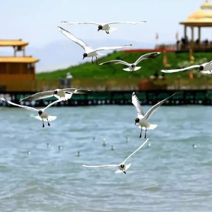 博斯腾湖-莲海世界+大河口一日游 博斯腾湖-莲海世界+大河口一日游