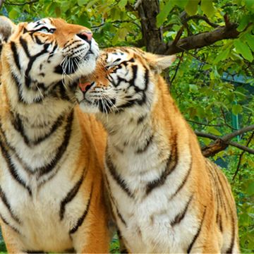 栾川竹海野生动物园一日游【含套票观虎车+索道+熊猫】 栾川竹海野生动物园一日游【含套票观虎车+索道+熊猫】