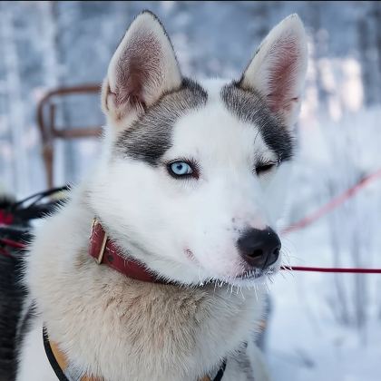 罗瓦涅米| 哈士奇雪橇 1km/5km/10km/20km 罗瓦涅米| 哈士奇雪橇 1km/5km/10km/20km