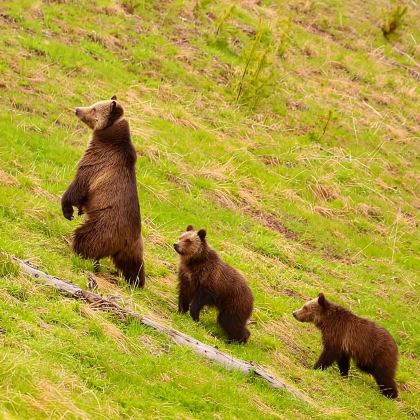 美国黄石国家公园猛犸热泉一日游/行程可调-可定制多日游 美国黄石国家公园猛犸热泉一日游/行程可调-可定制多日游