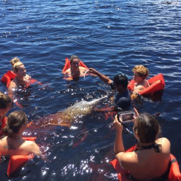 巴西 马瑙斯出发 亚马逊河一日游 12人小团/粉色河豚 巴西 马瑙斯出发 亚马逊河一日游 12人小团/粉色河豚