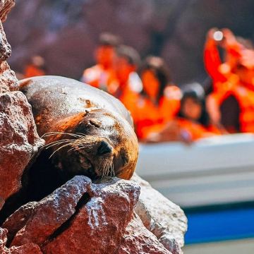 秘鲁 利马往返帕拉卡斯+鸟岛+瓦卡奇纳跟团一日游 秘鲁 利马往返帕拉卡斯+鸟岛+瓦卡奇纳跟团一日游