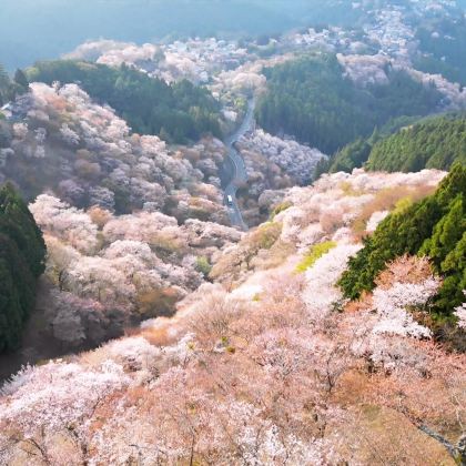 大阪出发:赏枫圣地吉野山&南法华寺&奈良1日游 大阪出发:赏枫圣地吉野山&南法华寺&奈良1日游