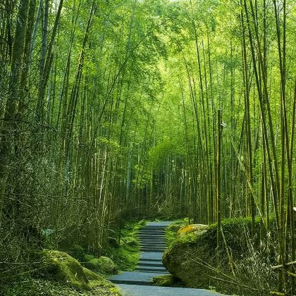 疗愈系溪头森林游乐区+妖怪村+鹿港老街+彩虹眷村一日游 疗愈系溪头森林游乐区+妖怪村+鹿港老街+彩虹眷村一日游