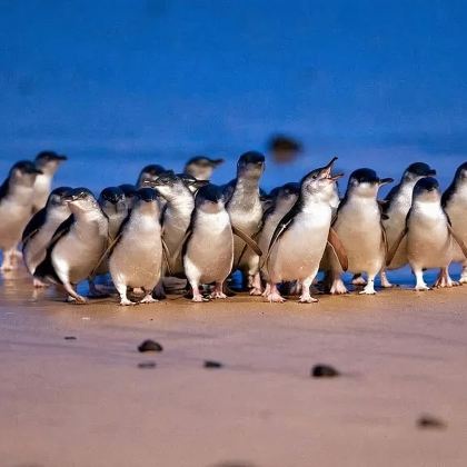 【圣诞元旦|春节有位】墨尔本普芬比利蒸汽火车+菲利普岛一日游 【圣诞元旦|春节有位】墨尔本普芬比利蒸汽火车+菲利普岛一日游