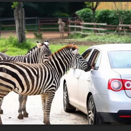 北京野生动物园一日游【VIP包车含门票◆上门接送/10小时】 北京野生动物园一日游【VIP包车含门票◆上门接送/10小时】