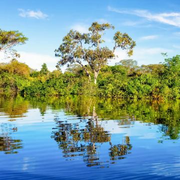 巴西马瑙斯出发亚马逊河一日游(1人起订+粉河豚+接送+午餐) 巴西马瑙斯出发亚马逊河一日游(1人起订+粉河豚+接送+午餐)