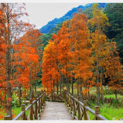 私家团+上门接送从化石门森林公园+南平静修小镇避暑溯溪一天游 私家团+上门接送从化石门森林公园+南平静修小镇避暑溯溪一天游