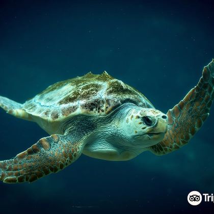 南非德班德班乌沙卡水底世界水族馆一日游 南非德班德班乌沙卡水底世界水族馆一日游