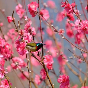肇庆鼎湖山+七星岩一日游+含门票+赏花踏青+私家包团上门接送 肇庆鼎湖山+七星岩一日游+含门票+赏花踏青+私家包团上门接送