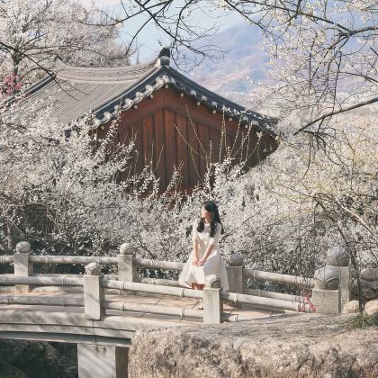 光阳梅花庆典+全州韩屋村一日游 (首尔出发, 韩国春季限定) 光阳梅花庆典+全州韩屋村一日游 (首尔出发, 韩国春季限定)
