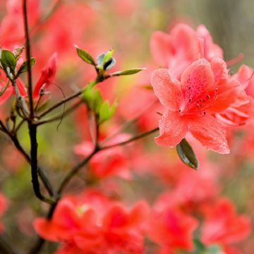 新兴天露山一日游【徒步新兴天露山 观赏烂漫杜鹃花】 新兴天露山一日游【徒步新兴天露山 观赏烂漫杜鹃花】