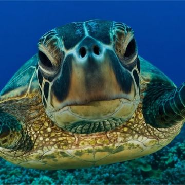 斯里兰卡美蕊沙美蕊沙海滩一日游【海龟共游浮潜体验18297】 斯里兰卡美蕊沙美蕊沙海滩一日游【海龟共游浮潜体验18297】