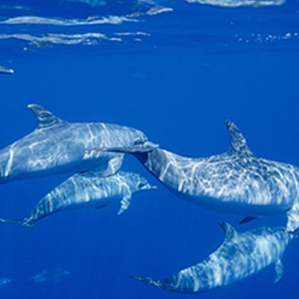 印尼美娜多一日游西拉登追海豚神秘沙洲海钓浮潜深潜水 印尼美娜多一日游西拉登追海豚神秘沙洲海钓浮潜深潜水