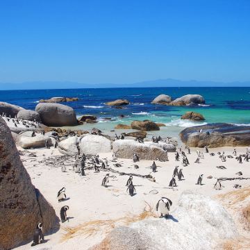 新西兰奥玛鲁蓝企鹅保护企鹅归巢日/夜游【可选普通/贵宾看台】 新西兰奥玛鲁蓝企鹅保护企鹅归巢日/夜游【可选普通/贵宾看台】