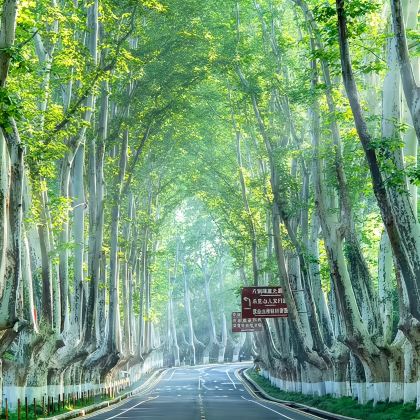南京总统府+牛首山+中山陵景区+美龄宫+梧桐大道+夫子庙1日 南京总统府+牛首山+中山陵景区+美龄宫+梧桐大道+夫子庙1日