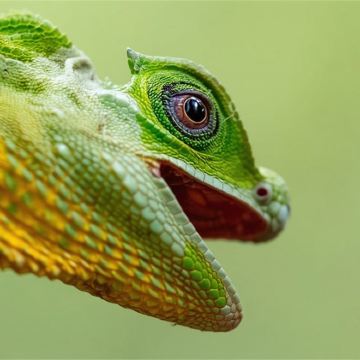 加勒辛哈拉加森林保护区一日游【辛哈拉加森林保护区24790】 加勒辛哈拉加森林保护区一日游【辛哈拉加森林保护区24790】