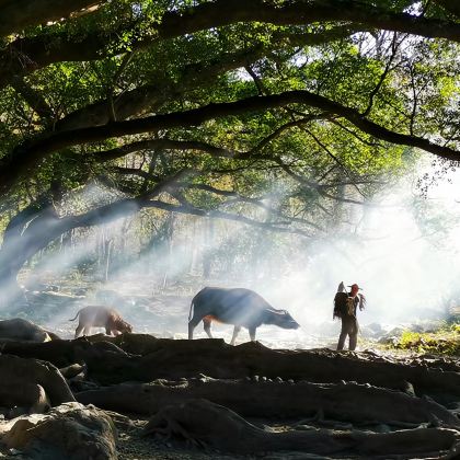 霞浦杨家溪榕枫公园+东壁落日+小皓滩涂+花竹村一日游|8人团 霞浦杨家溪榕枫公园+东壁落日+小皓滩涂+花竹村一日游|8人团