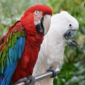 三亚呀诺达热带雨林一日游【含往返空中缆车可选午餐玻璃栈道】 三亚呀诺达热带雨林一日游【含往返空中缆车可选午餐玻璃栈道】