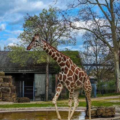 德国斯图加特新王宫+王宫广场+州立美术馆+威动植物园 德国斯图加特新王宫+王宫广场+州立美术馆+威动植物园