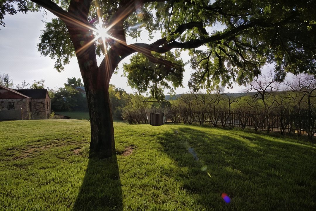 Live Oak B&B
