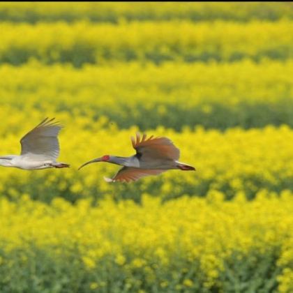 【专车上门接送-汉中油菜花】陈村观花+岳岭+打卡天汉楼一日 【专车上门接送-汉中油菜花】陈村观花+岳岭+打卡天汉楼一日
