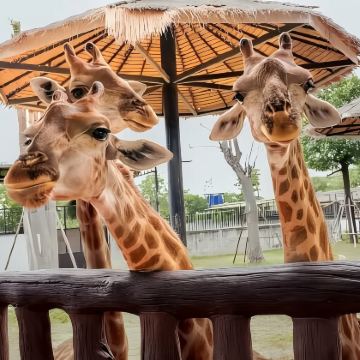 专车小团大城狮子王动物园+玛哈泰寺:可升级长颈鹿拍照老虎漫步 专车小团大城狮子王动物园+玛哈泰寺:可升级长颈鹿拍照老虎漫步