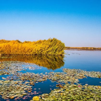 包车游新疆南疆博斯腾湖大河口+环湖公路一日纯玩+上门接送 包车游新疆南疆博斯腾湖大河口+环湖公路一日纯玩+上门接送