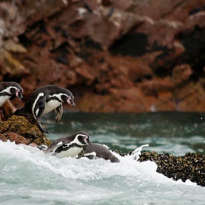 秘鲁 利马帕拉卡斯+瓦卡奇纳绿洲之旅(跟团旅行/一人可定) 秘鲁 利马帕拉卡斯+瓦卡奇纳绿洲之旅(跟团旅行/一人可定)