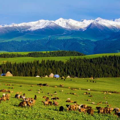 包车纯玩|新疆伊犁喀拉峻景区一日+上门接送+随订随走 包车纯玩|新疆伊犁喀拉峻景区一日+上门接送+随订随走
