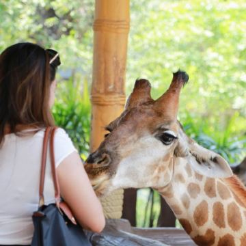 【特惠】大城狮子王动物园一日游|可选长颈鹿合影|水豚|遛老虎 【特惠】大城狮子王动物园一日游|可选长颈鹿合影|水豚|遛老虎