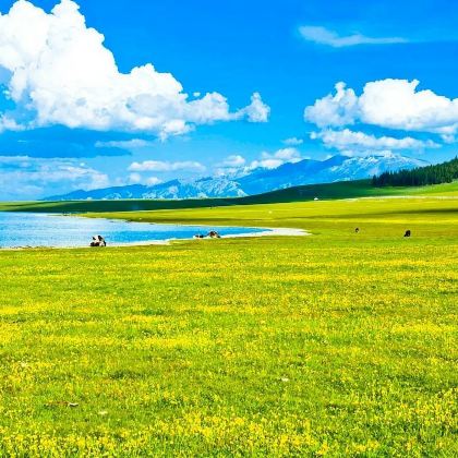 新疆赛里木湖纯玩一日+车进景区+6人封顶*6H游玩+上门接送 新疆赛里木湖纯玩一日+车进景区+6人封顶*6H游玩+上门接送