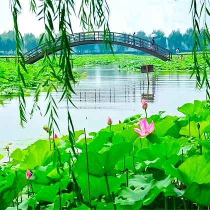 白洋淀风景区一日活动【荷花仙境十里环园路-百顷荷花塘】 白洋淀风景区一日活动【荷花仙境十里环园路-百顷荷花塘】