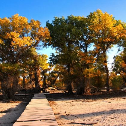 库车出发轮台塔里木胡杨林公园1日游(上门接送,小车团,纯玩) 库车出发轮台塔里木胡杨林公园1日游(上门接送,小车团,纯玩)