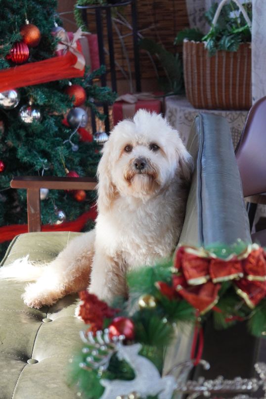 Nature in Nature Pet-friendly Courtyard（Jingzhuang）