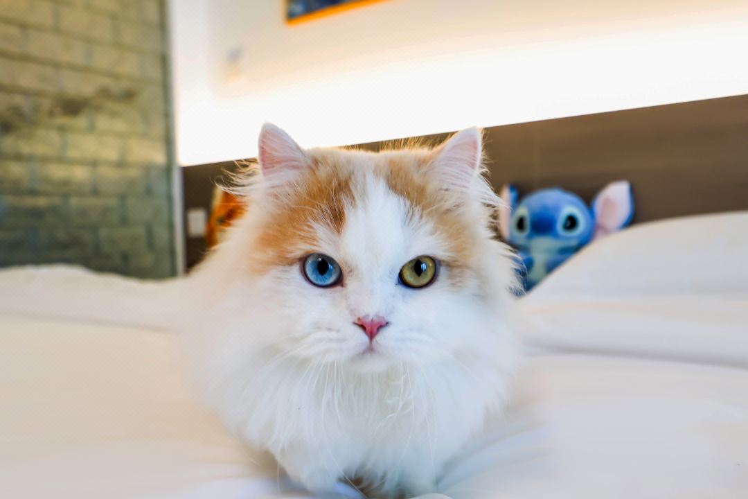 千島喵嶼 Cat House·擼貓海景度假民宿（大連東港威尼斯水城店）