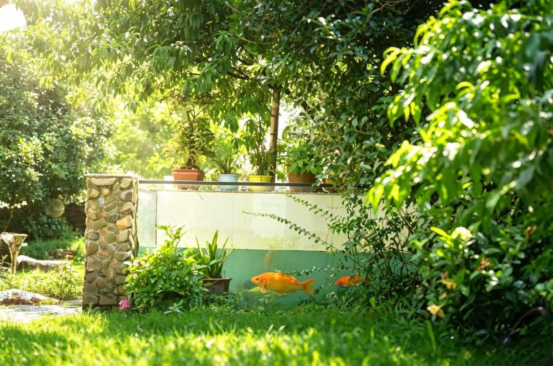 Xuancheng Jinguchun Farm stay