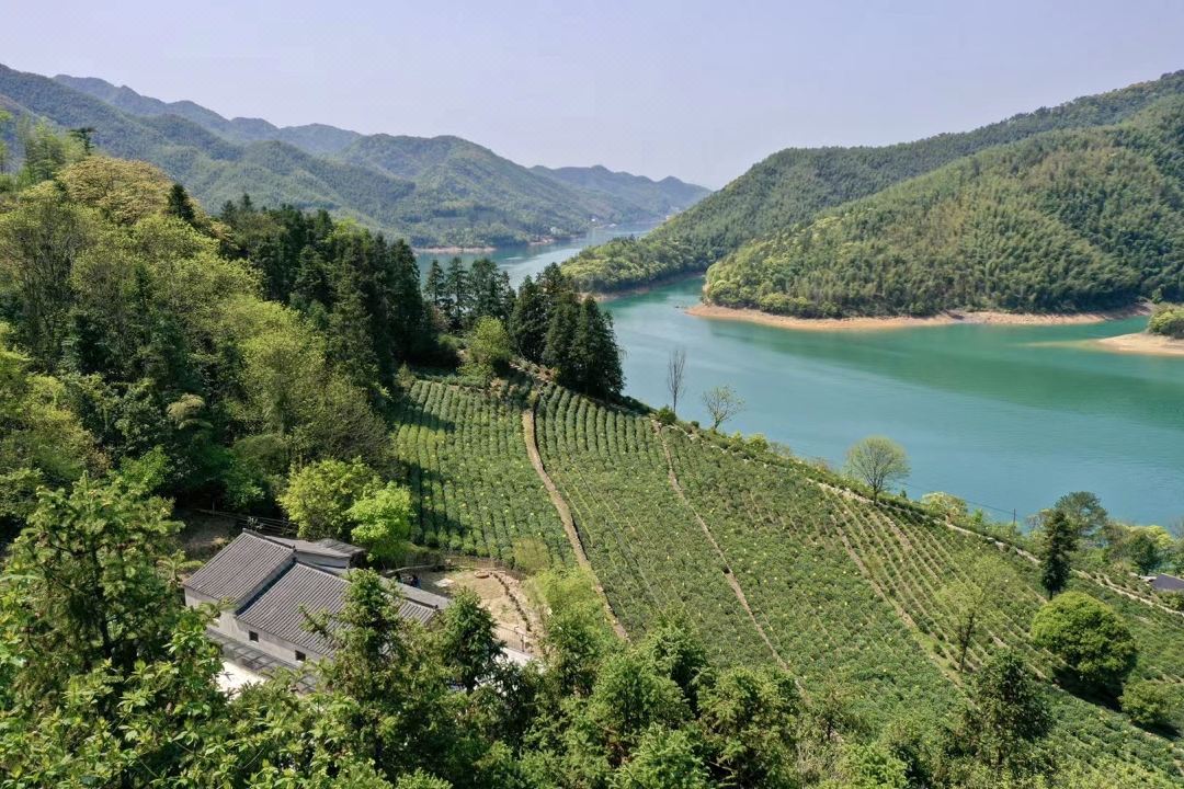 Mount Huangshan TeaGardenBnB