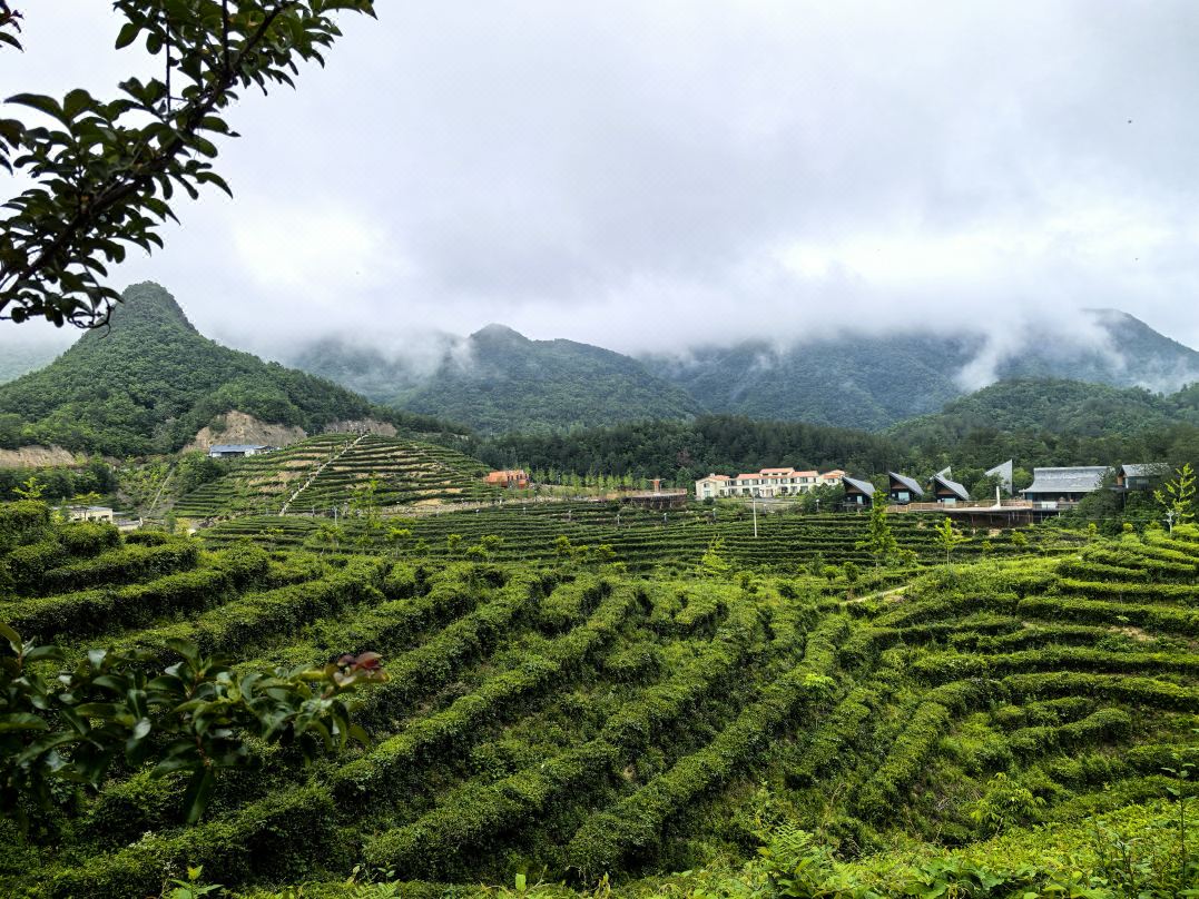 Ziyunju Hidden World Resort Tea Garden Homestay (Baokang Jiulu Zhai Branch)
