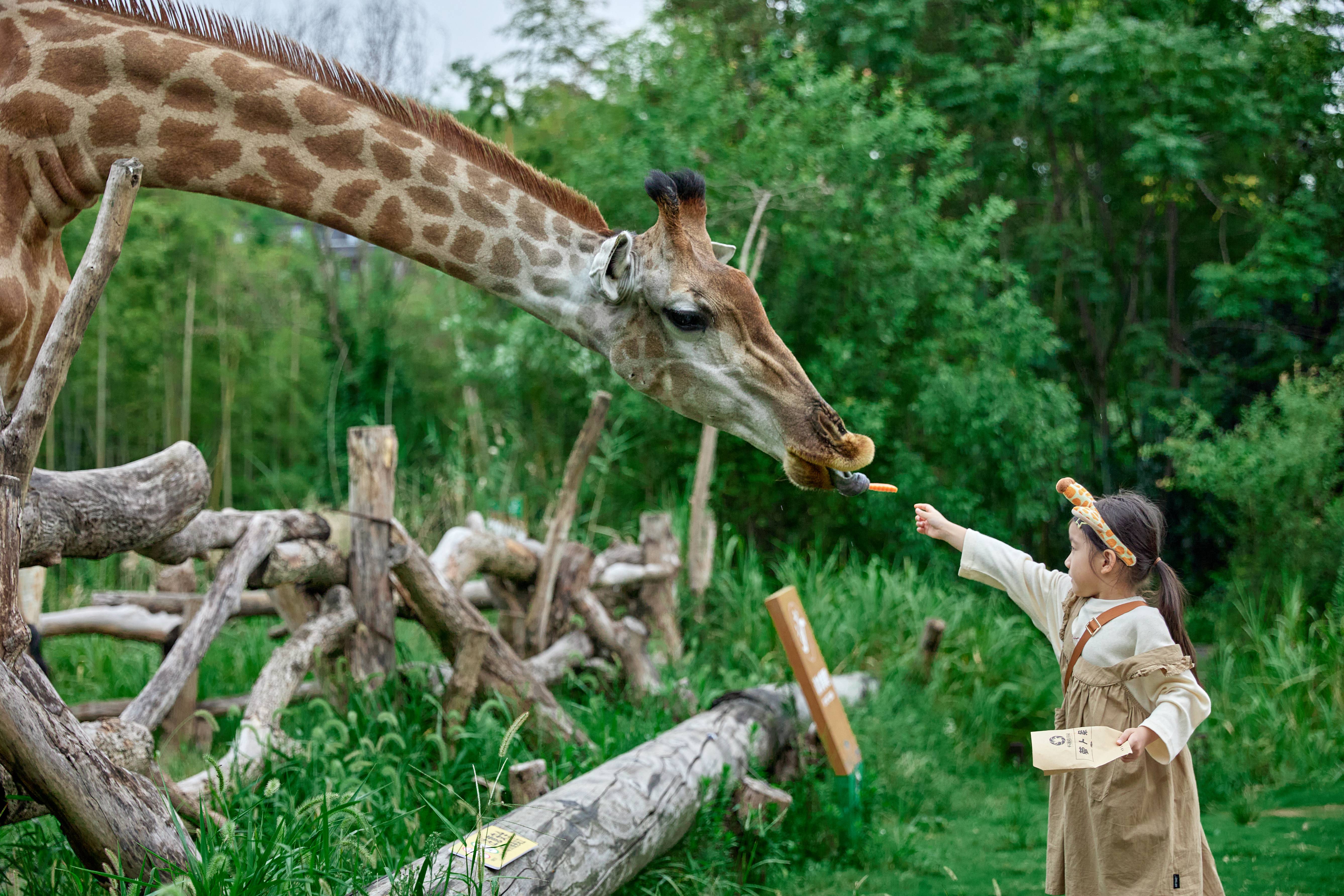 Территория отеля Giraffe Manor в посёлке Мяоси среди холмов
