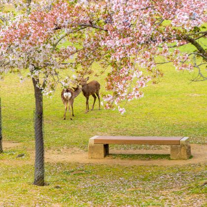 京都+大阪+奈良+神户8日7晚跟团游 京都+大阪+奈良+神户8日7晚跟团游