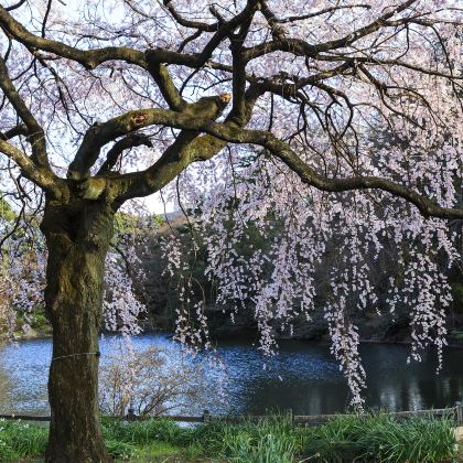 日本东京+富士山+箱根+镰仓市5日4晚跟团游 日本东京+富士山+箱根+镰仓市5日4晚跟团游
