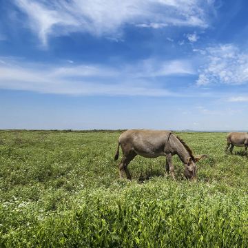 肯尼亚+坦桑尼亚14日12晚私家团 肯尼亚+坦桑尼亚14日12晚私家团