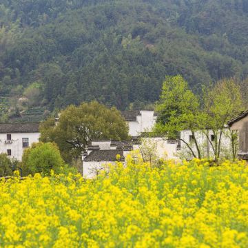 黄山风景区+宏村景区+呈坎3日2晚自由行 黄山风景区+宏村景区+呈坎3日2晚自由行