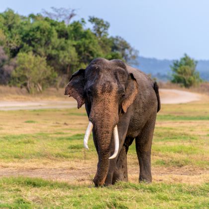 斯里兰卡科伦坡+尼甘布+丹布勒+康提+加勒6日5晚自由行 斯里兰卡科伦坡+尼甘布+丹布勒+康提+加勒6日5晚自由行